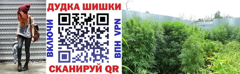 Марихуана OG Kush  блэк спрут ССЫЛКА  Венёв 